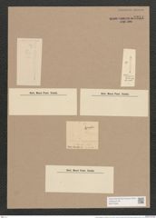 Synedra laevigata var. hyalina Grun. (de-Toni-Nr.: Genus 66, Species 2587) Zeichnungen Sammlung Grunow Nr. 5251 (NHMW-BOT-W0373628)